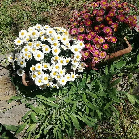 Farma Agriturismo Sasso Rosso *